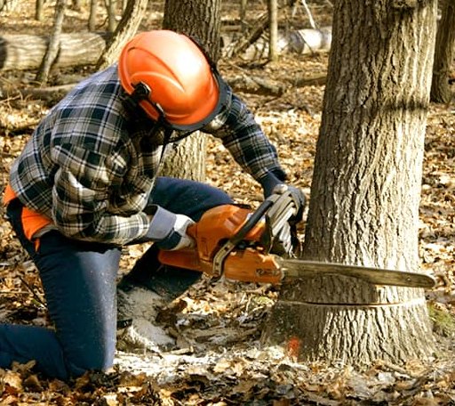 Tree Removal in Santa Anna, TX